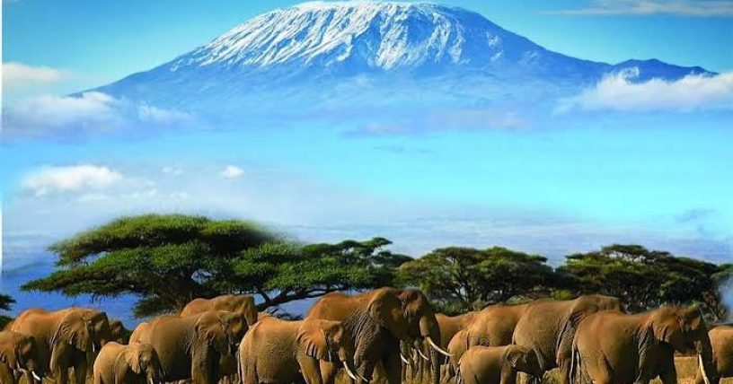 KILIMANJARO